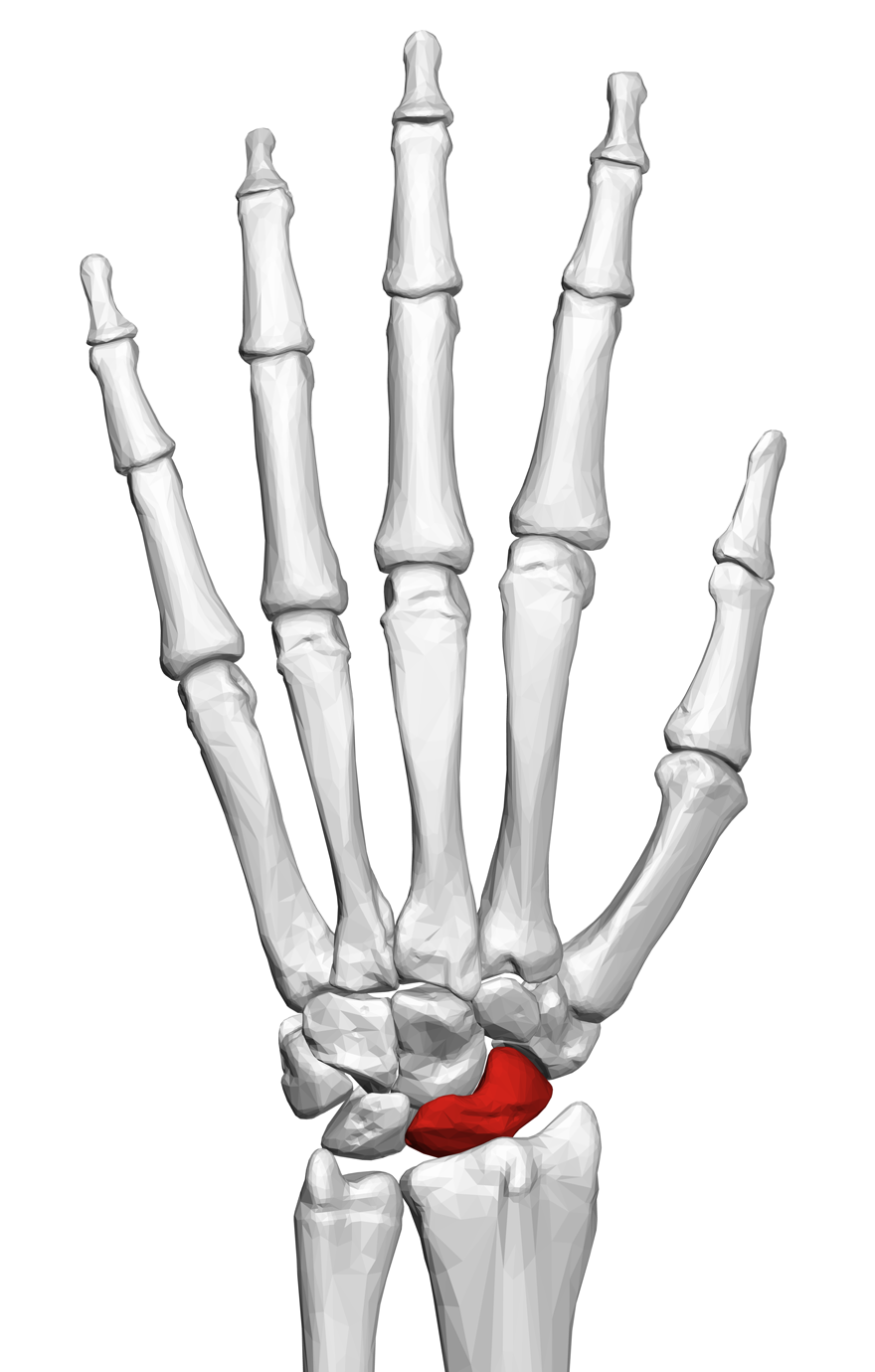 Scaphoid Protection - Motorcycle Gloves